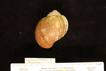 Media type: image; Malacology 141909